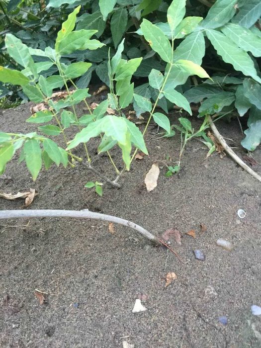 глициния- роскошная лиана с душистыми сиреневыми соцветиями