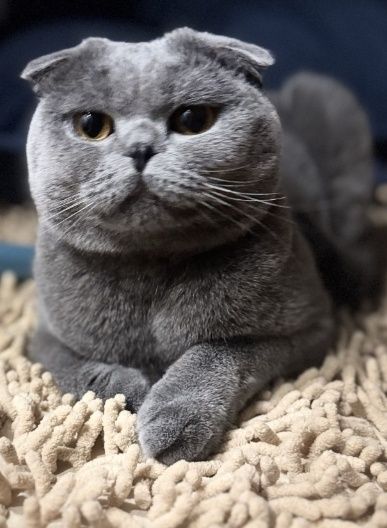 Отдам даром котов