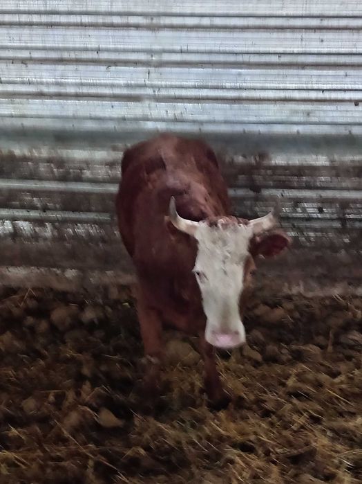 Крупно рогатый скот