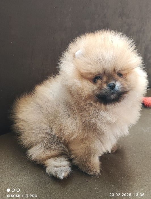 Померан померанче