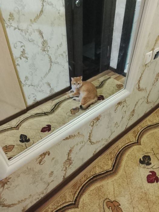 Sotiladi Britanskiy zalatistiy shinshila Ny12