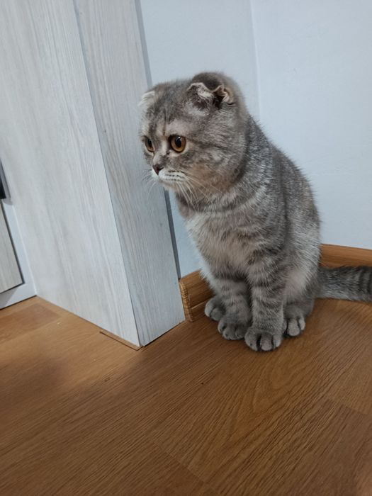 Mushuk sotiladi qiz bola