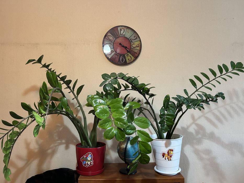 Продам замиокулькас( долларовое дерево)