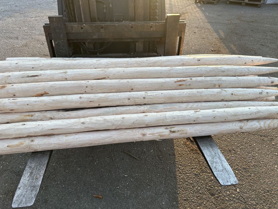 Ритловици иглолистни (чам)