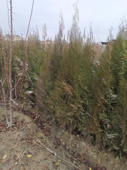 Продается Туя и Берёза