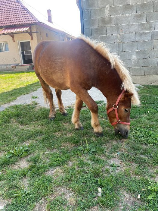 Ponei de vanzare