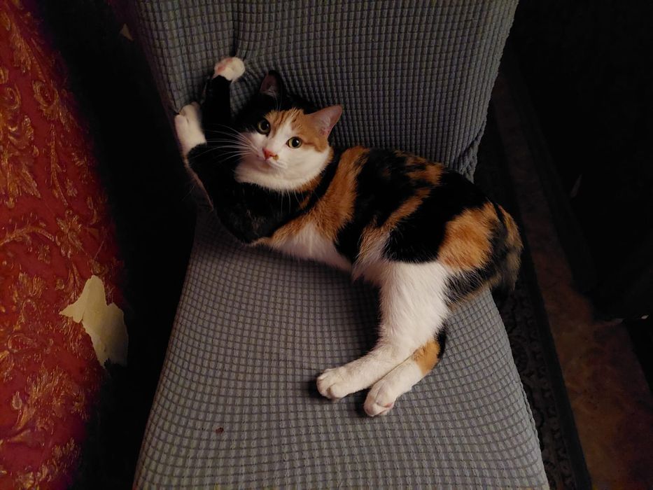 Потерялась кошка
