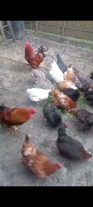 Găini de vânzare