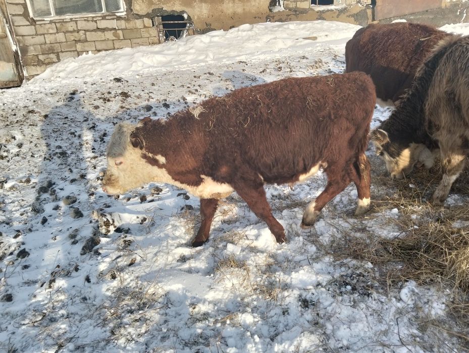 Бұқалар сатылады