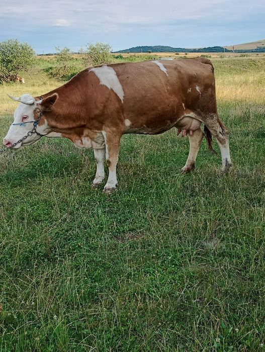 Vand vaca baltata romaneasca