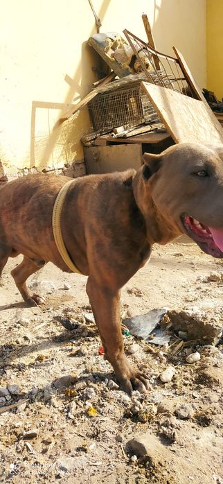 Pitbull zotli it erkak