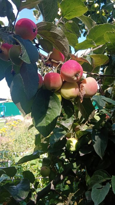 Домашняя ронетка