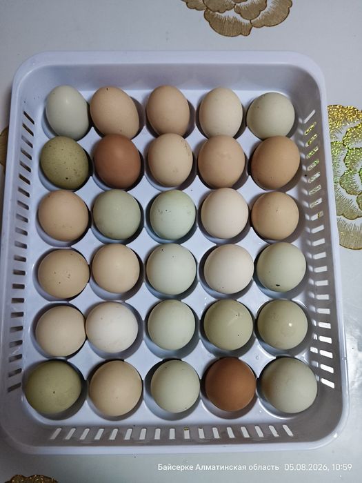Продам домашние яйца