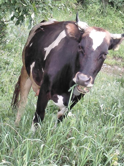 Срочно продам двойную корову
