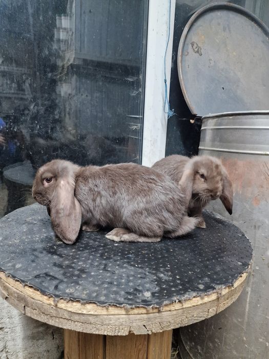 Iepuri berbec german