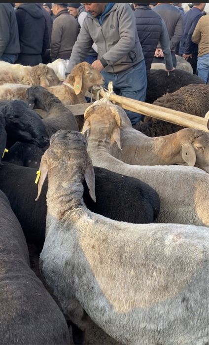 qoyla 30 kg dan yuqori qoylarimiz bor kelishtirib beramiza