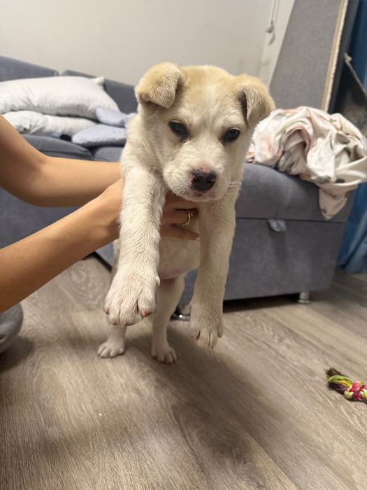 Щеночек помесь алабая мальчик