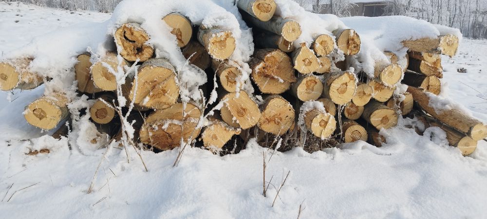 Oq terak bolar tayyor