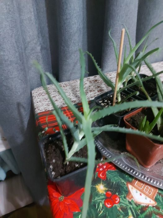 Продам растение АЛОЭ