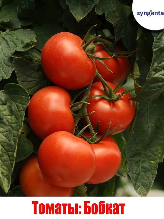 Продам рассаду огурцов и помидор