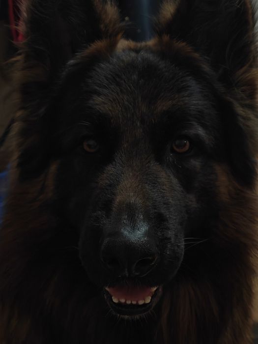 Ищем девочку для вязки.