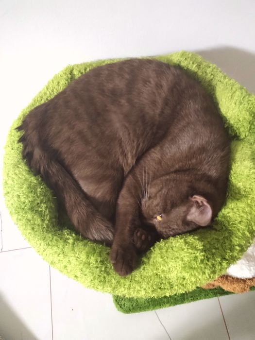 British shorthair ciocolata