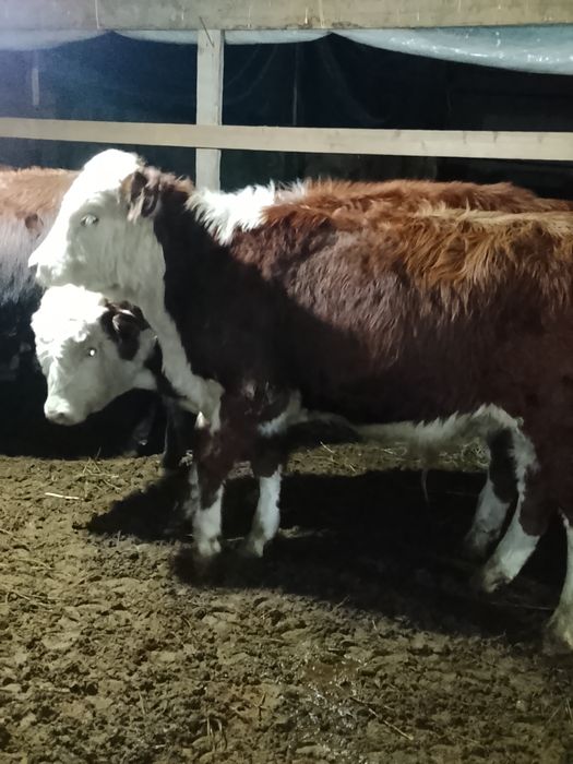 Продаются быки .