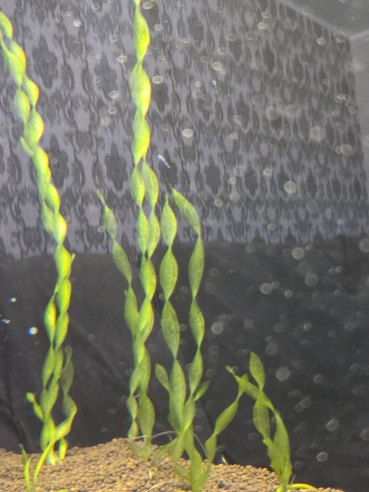 Валлиснерия спиральная (Vallisneria spiralis)