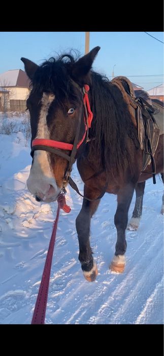 айғыр обмен пішілген атпен