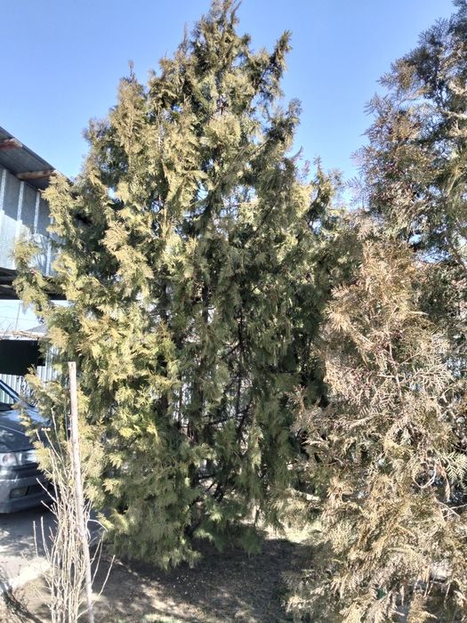 Продам высокие туи