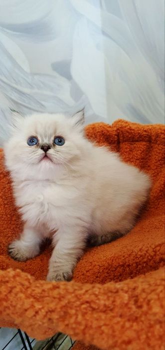 Элитная девочка Longhair Color Point • 2 мес • Отец WCF • Чистая линия