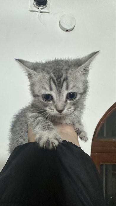 Отдам котенка! Бесплатно! Девочка!