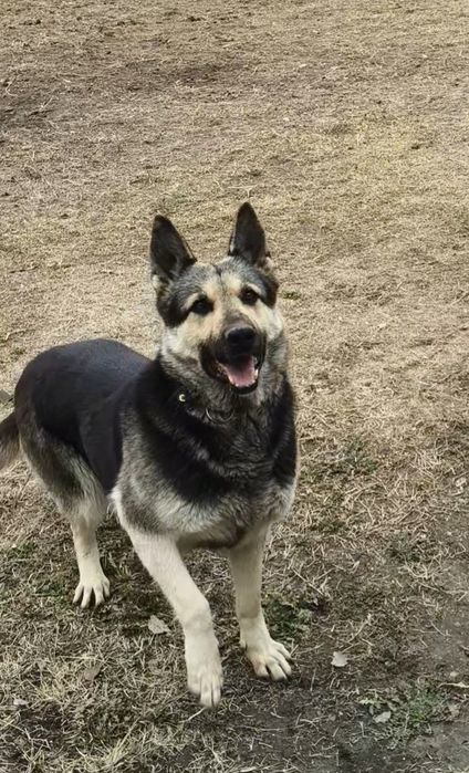 ЕВО чистокровная сучка