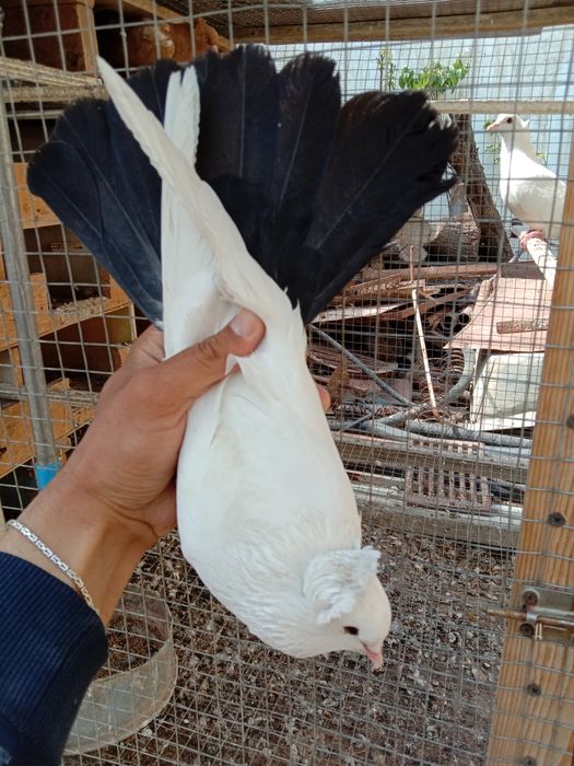 Хар-хил каптарлар сотилади