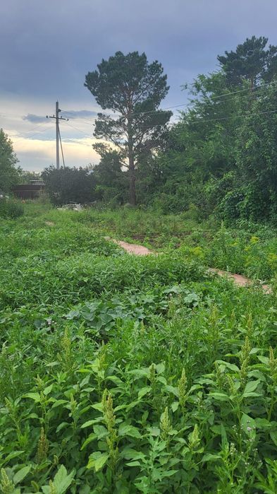 Дачный участк  земля