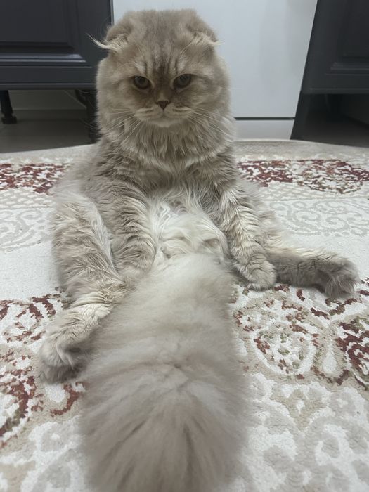 Вязка кота Шотландец
