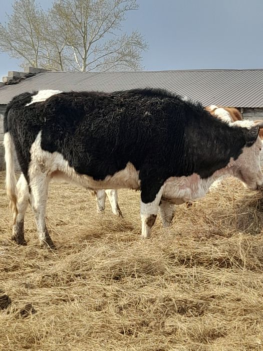 Семіз қысыр сиырлар сатылады