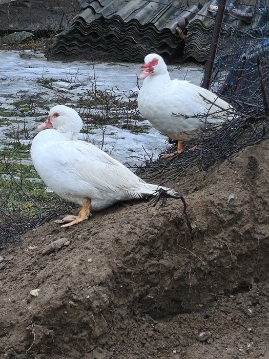 Vând  cocosi și ratoi