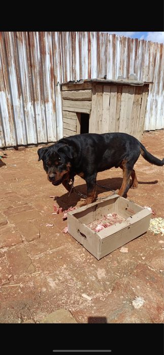 Ротвейлер для вязки