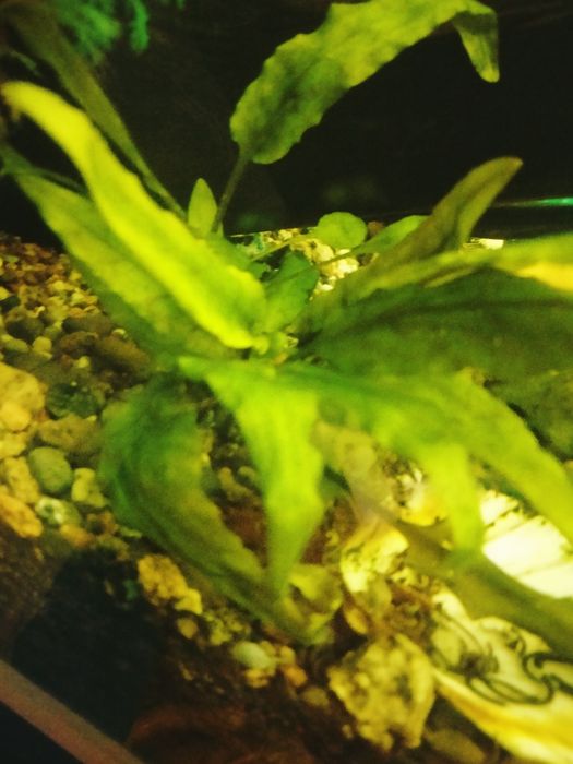 Продам растения аквариумные крептокарина