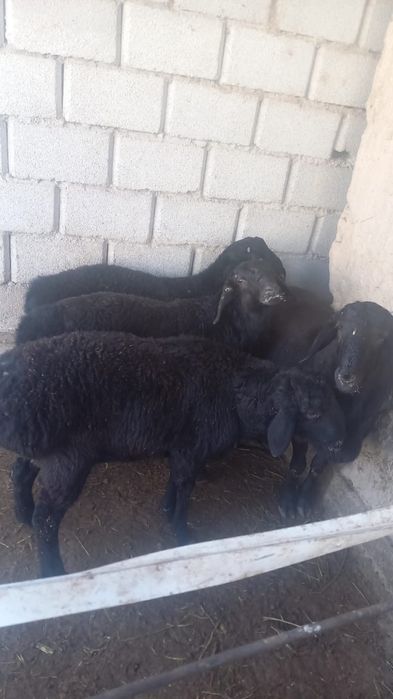 Кой еті байдібектің семіз токтылары