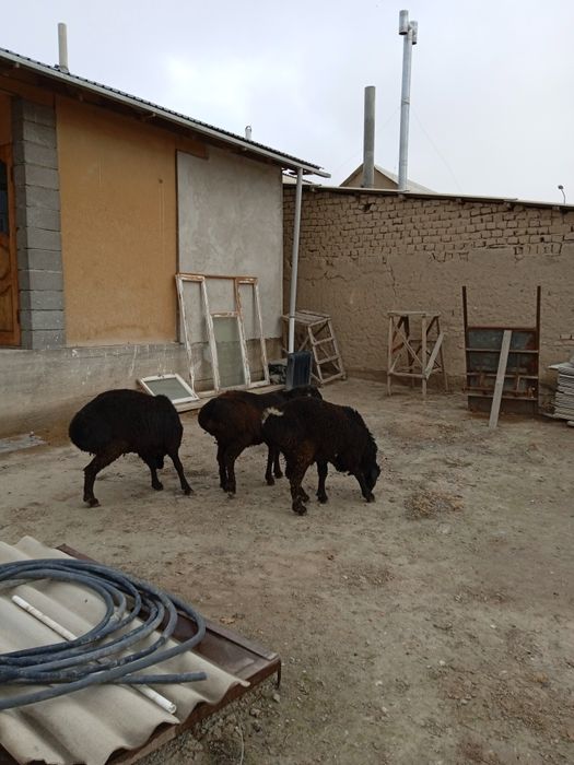 Койлар  сатылады