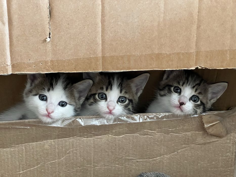 Котята отдам в хорошие руки