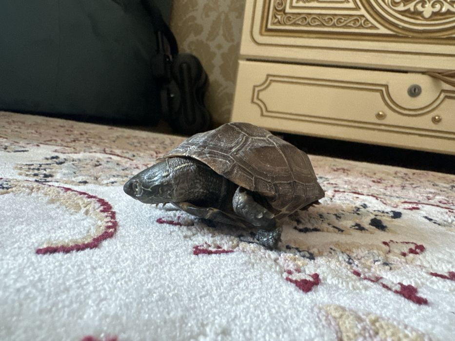 Черепаха Mauremys reevesii.