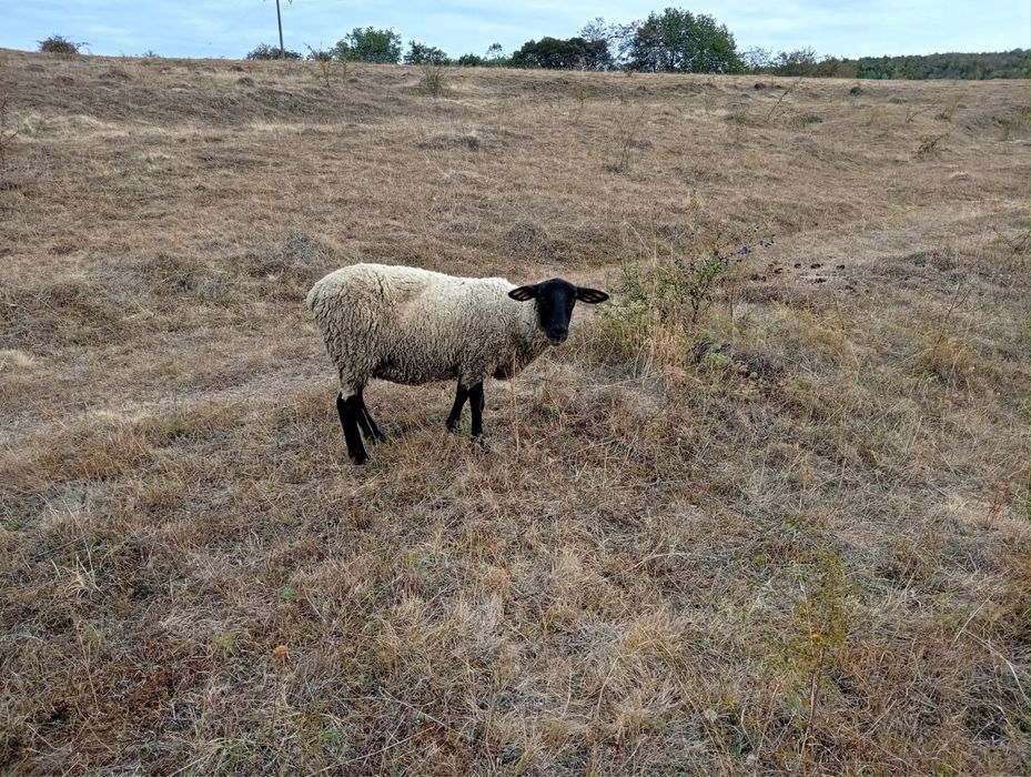 Vand oi Suffolk.