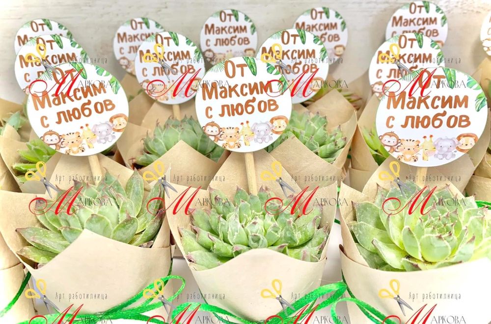 Сукуленти,подаръци за гости,кръщене,подаръци за гостите,подаръци цветя