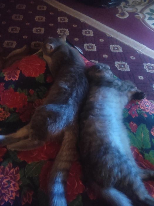 Zotli Mushuklar Tayyor Juftlap Qo'yilgan