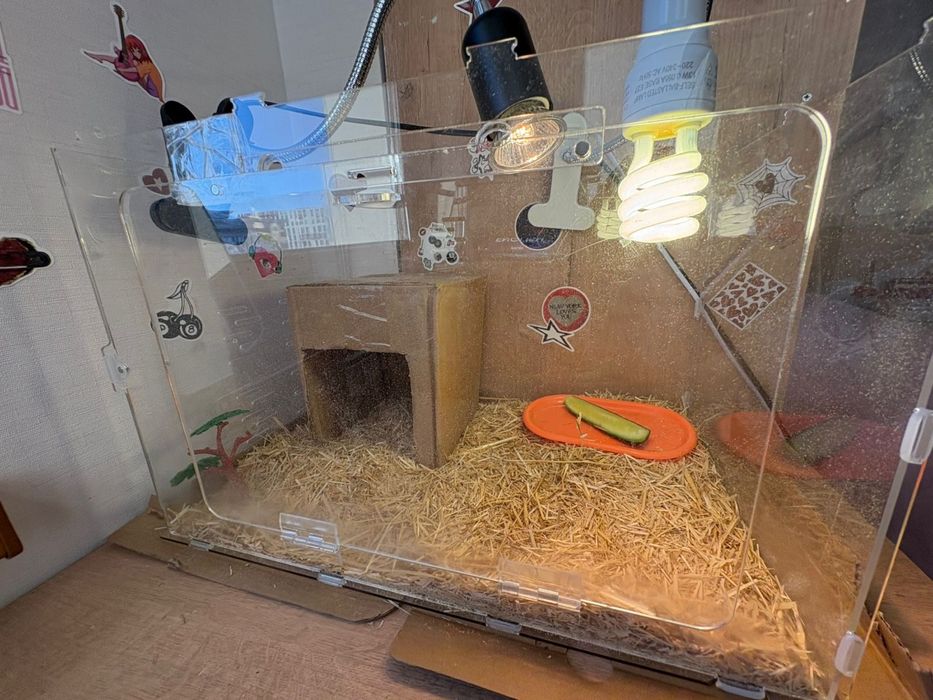 Черепаха сухопутная