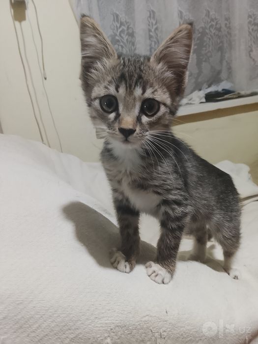 Котята удобные руки