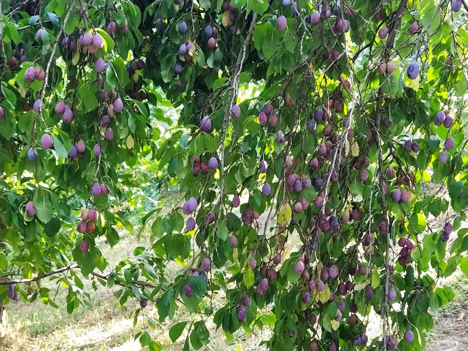 Vând prune pentru țuică cu Brix 28